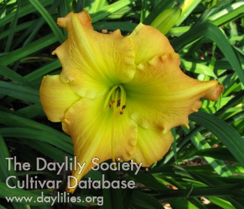 ChestnutHoney_1497296965