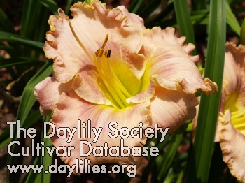 Gremlyns Moon Dust Adele Keohan '08