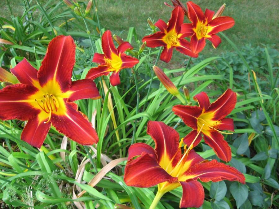 Implausibility Nick Chase '97