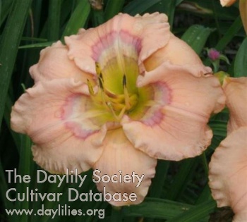 KNOLLCOTTAGESPECIALANDPRECIOUS