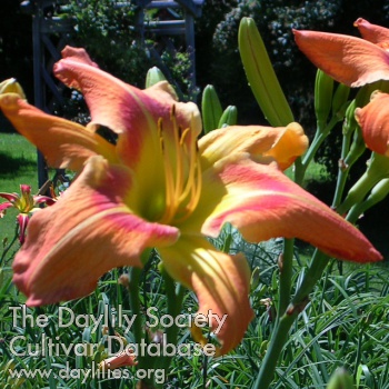 Persistent Paul Don Smith '15