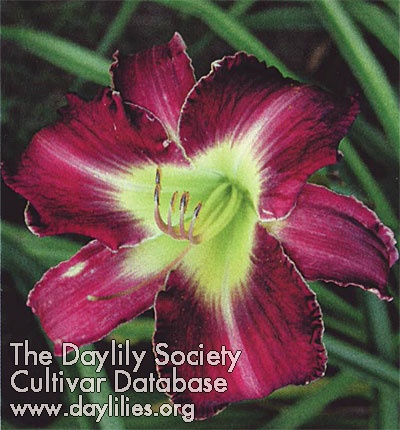 Remembering Amy Kathryn Whitty '03