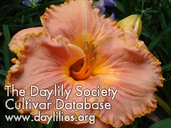 Tina Cotter Rich Daniel '09