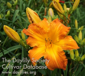 Viva Zapata Staphanie Abraham '14