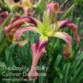 WhipCityGlidesonanAirstream_1510253760