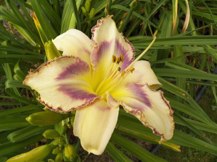 100_9749 Destined to See