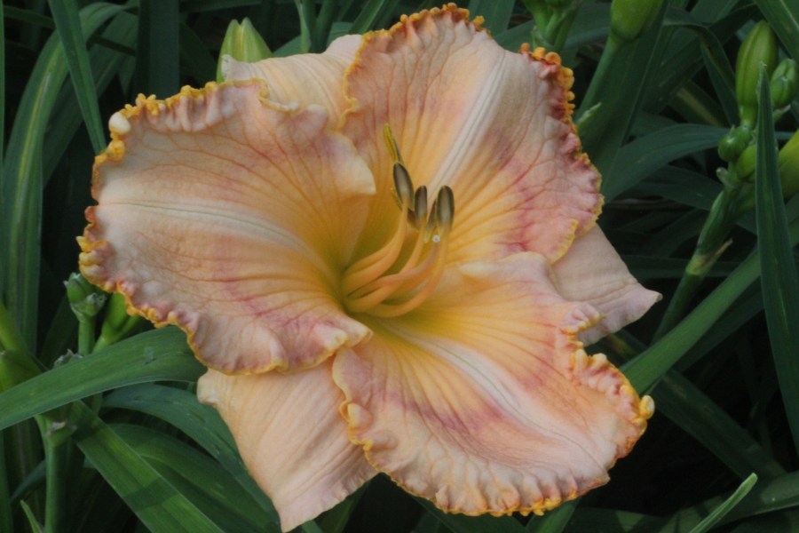 Ashwood Summer Sunshine