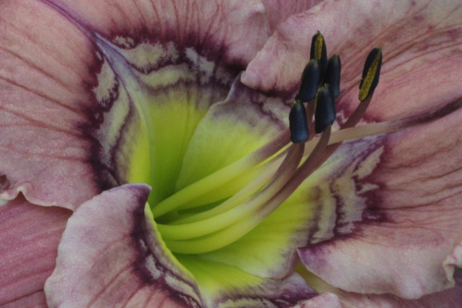 Complex Complexities