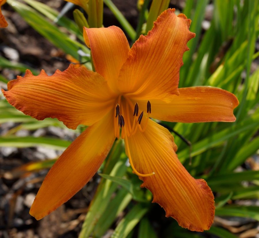 RavenCroft Sun Streaks