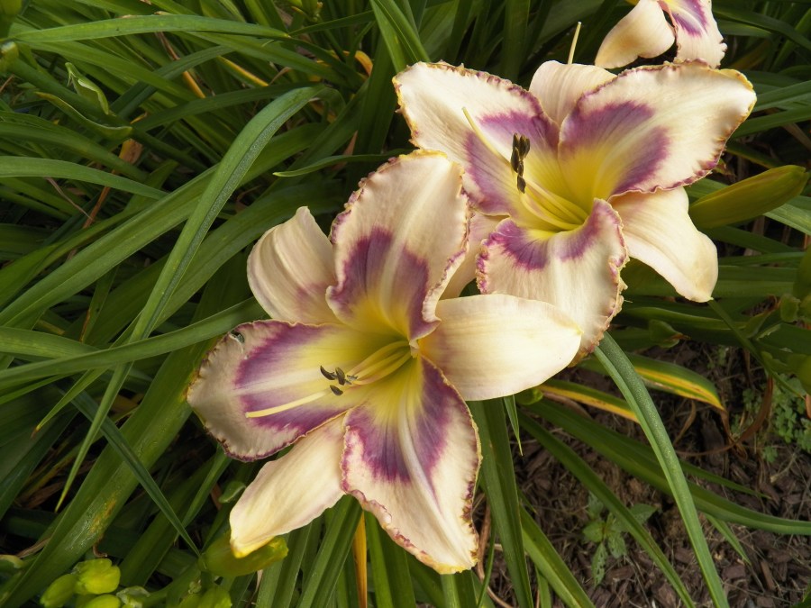 101_1373 Destined to See