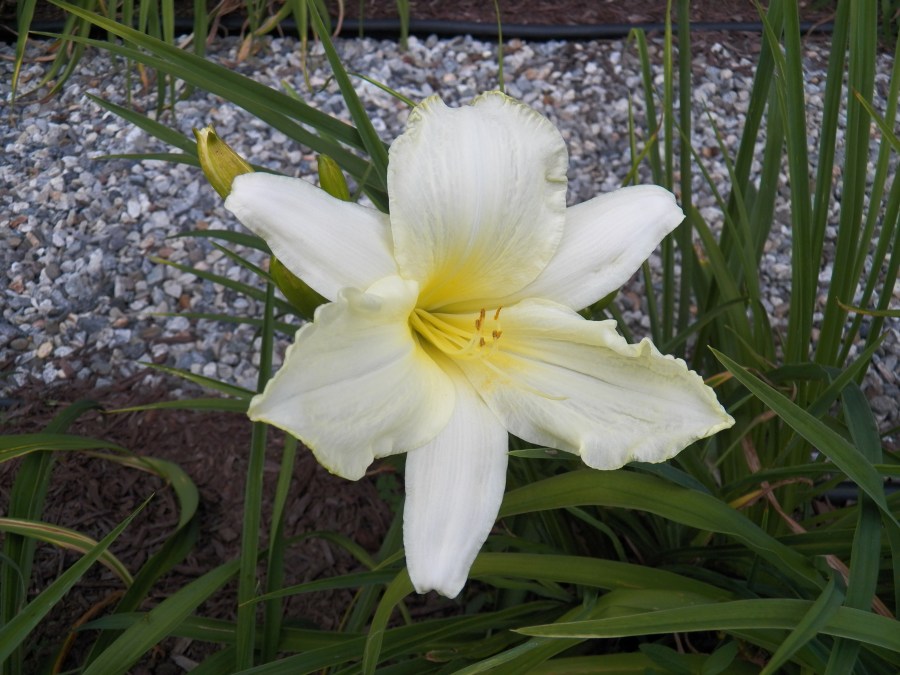 101_1429 Jolly White Giant