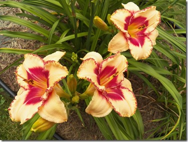 101_1591CherriesandCream[7]