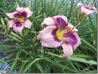 101_1810VerticalHorizon[4]