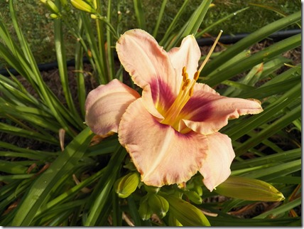 101_2085TalkingPicture[3]