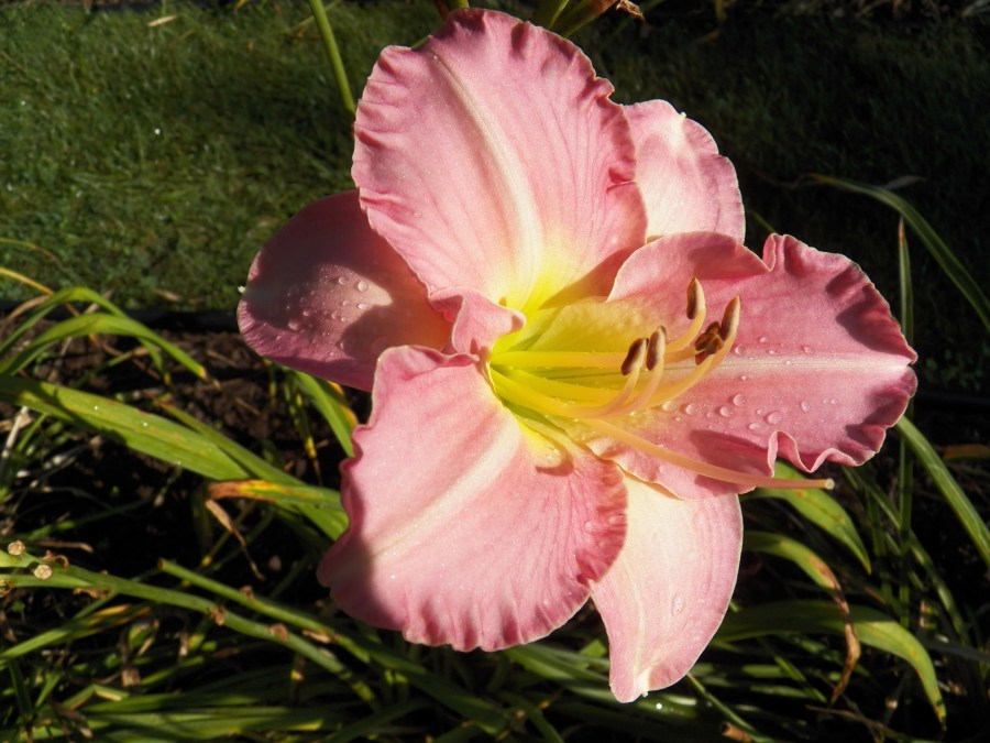 101_2467 Frosted Pink Ice
