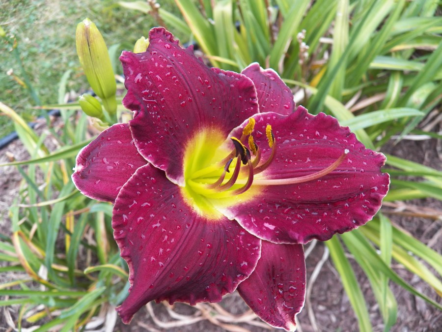 101_2495 Mary Dean Jinkerson