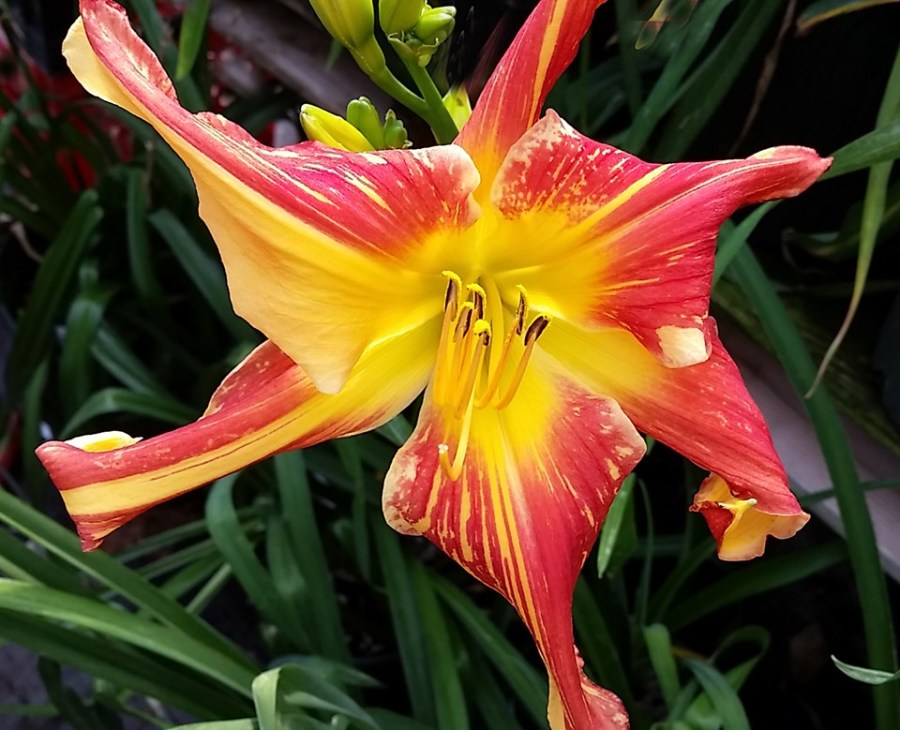 Explosion rich howard